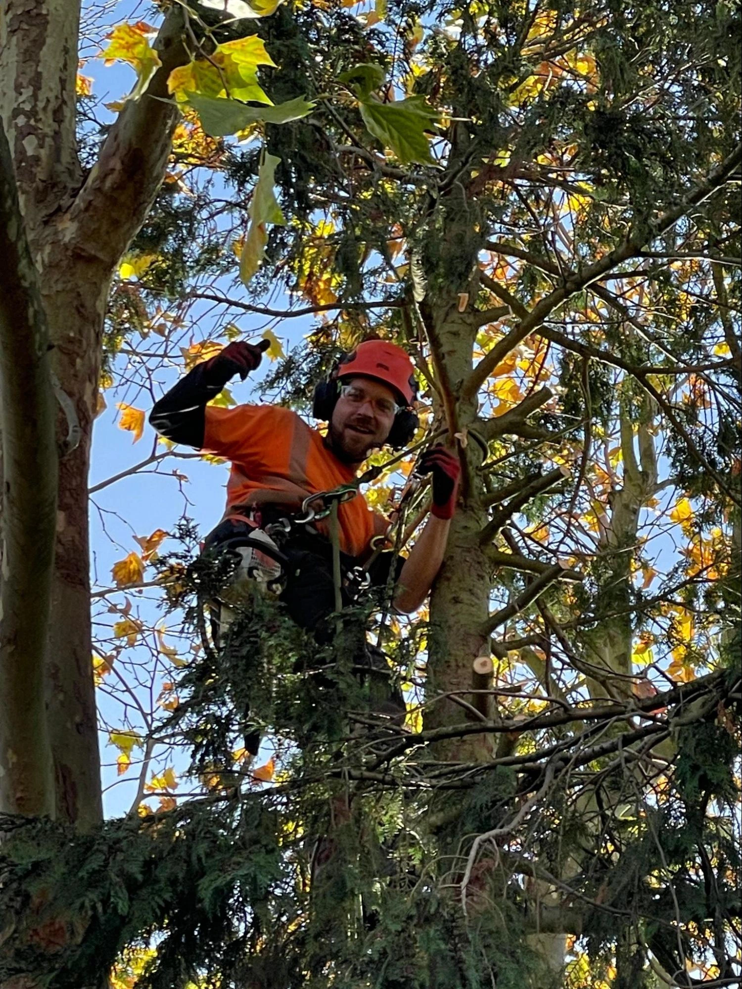 Archway Tree Care Experts